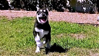 Rescued puppy is very proud when he conquers the stairs at the sanctuary