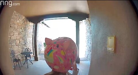 Kid Talks to Her Neighbor On Ring Video Doorbell After Running Away From a Bobcat