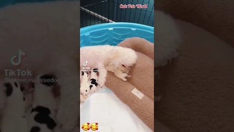 Cute Mother Dog giving birth #tiktok #shorts #puppy #trending