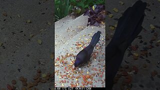 The Grackle Crunches The Peanut! 🥜