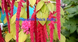 Amaranth thick fluffy