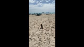 #beachdog