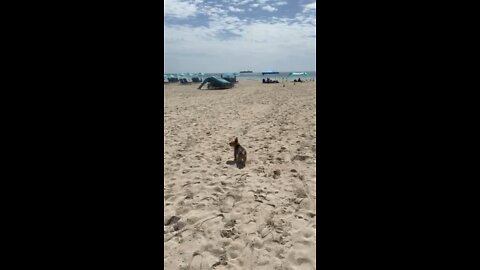 #beachdog