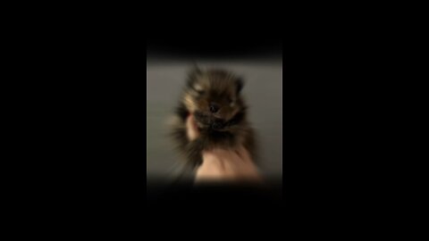 Adorable Little Pomeranian Puppy!
