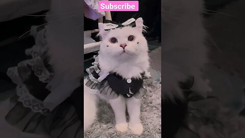 2023 get ready So cutest cat! shorts🥰🐱 video || #shortsfeed #cat #youtubepets #catsvideos