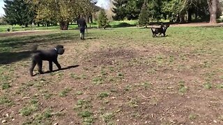 Dog park