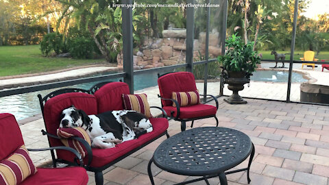 Sleepy Great Dane Enjoys A Sunset Nap On The Lanai Loveseat