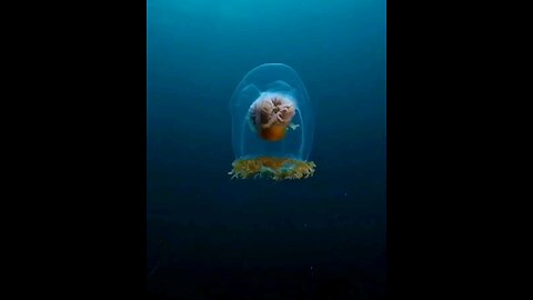 Ocean paradise ,, video by Maxwelhohn