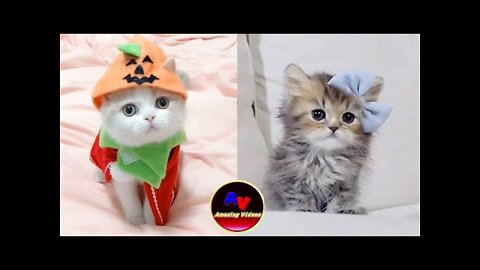 Cute and funny cats 😼2022