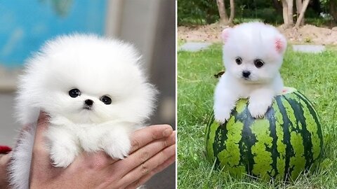 Mini Pomeranian 🔴 Funny and Cute Pomeranian Videos