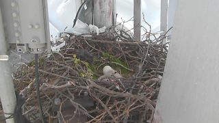 Baby hawks hatch in KJRH tower