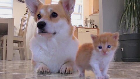 Watch how my corgi meet a new friend cute kitten and They will love each other