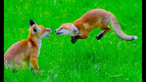 Funny foxes compilation 2021!