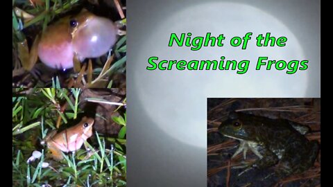 Night of the Screaming Frogs