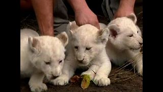 1, 2, 3 White Lions Cubs
