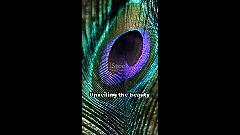 Peacock: The Majestic Bird