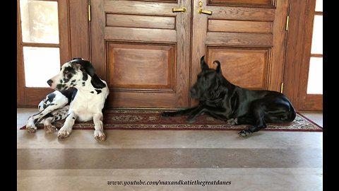 Great Danes Respond Like Pavlov's Dogs to Door Chime ~ Classical Conditioning
