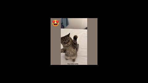 cat funny video 😂😂😂😂