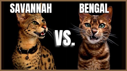 Savannah Cat VS. Bengal Cat