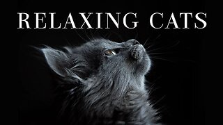 Cats Compilation Relaxing Music - Cat Sounds For Happy and Relaxed Mind