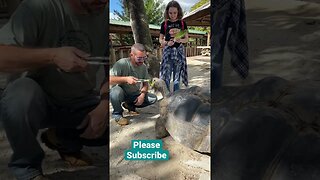 Tortoise Feeding at Gatorland Orlando Florida #short #shorts