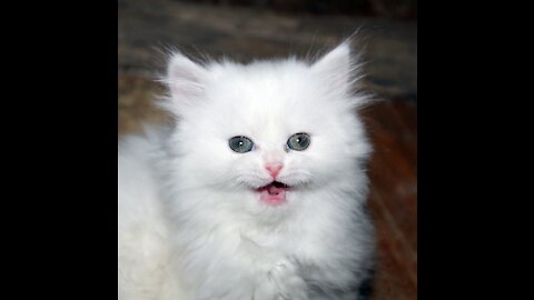 Baby Cats Cute Funny Cat Videos Kittens Compilation, Gatos Lindos, Chats Mignons, Süße katzen