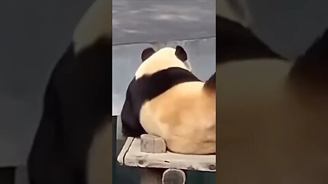 Panda 🐼 Short clip