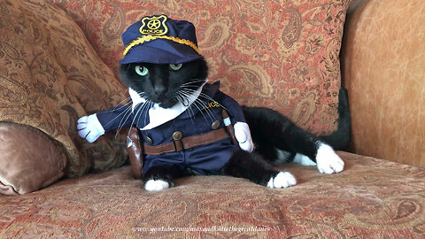 Funny talkative cat models police Halloween costume