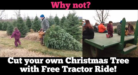 GETTING OUR REAL CHRISTMAS TREE 2020 // SUGAR GROVE TREE FARM