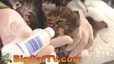 Rehab baby bobcats getting fed at Big Cat Rescue 05 03 2023