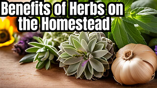 Harness the Power: Benefits of Homestead Herb Growth