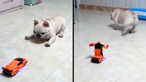 cute dog with robot car 😂