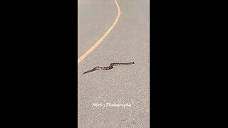 Rattlesnake Crossing