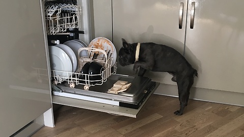 Frenchbulldog cry’s at the dishwasher.