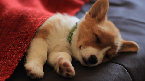 Cute corgi falls asleep no matter what