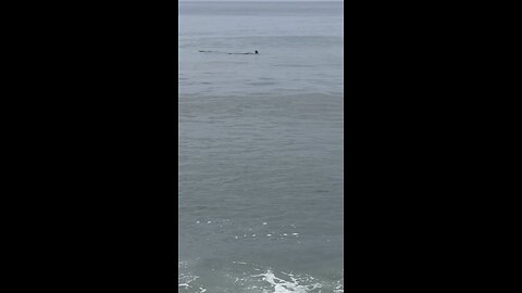 Huge Hammerhead Off of Florida’s Southern Coast