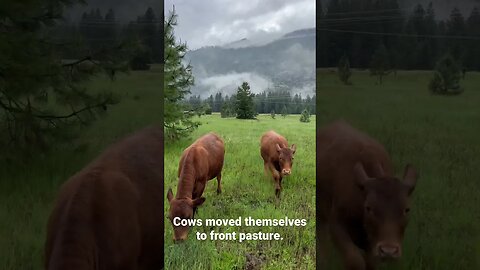 #countryliving #nature #lawnmower #homesteading #cows #cowsonpasture #wildernessliving