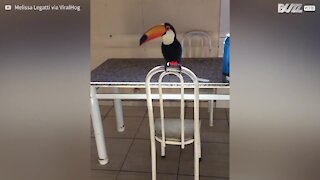 Tucano é apanhado a roubar um cigarro em casa