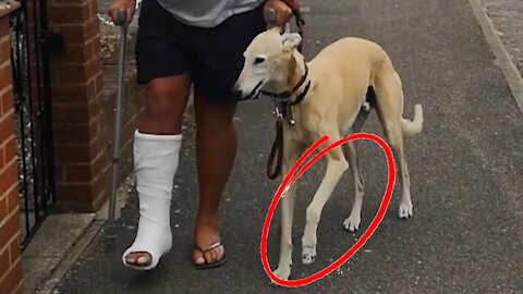 Dog Pretends To Walk With A Limp Like Their Injured Owner Out Of Sympathy
