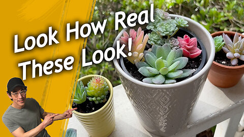 Do These Artificial Succulents Look Real Enough? A Detailed Closer View, Product Links