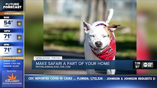 Pet of the week: Make Safari a part of your home