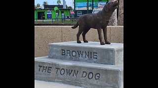 Dog Haunts Daytona Beach