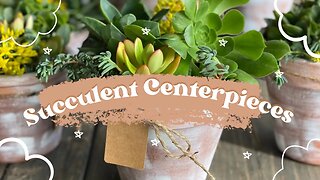 Budget Event Centerpieces - Succulents