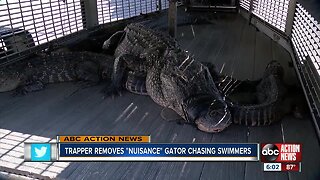 Alligator chasing scallopers in Pasco County caught by FWC trapper, deputies say
