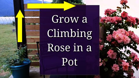 Grow a Climbing Rose in a Pot