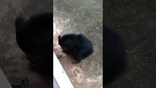 Black bear is eating something. 🥸