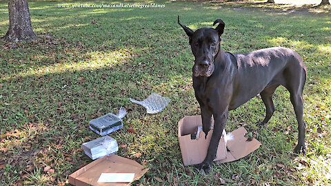 Excited dogs love to open delivery boxes