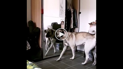 ANATOLiAN SHEPHERD SiVAS KANGAL DOG in The Home