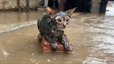 Poor Kitten was Drowning in Rain and No one Helped!