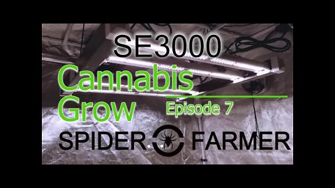 Spiderfarmer SE3000 Cannabis Grow Ep 7 Day 56 Harvest Day!🔨 #SE3000 #SPIDERFARMER #420
